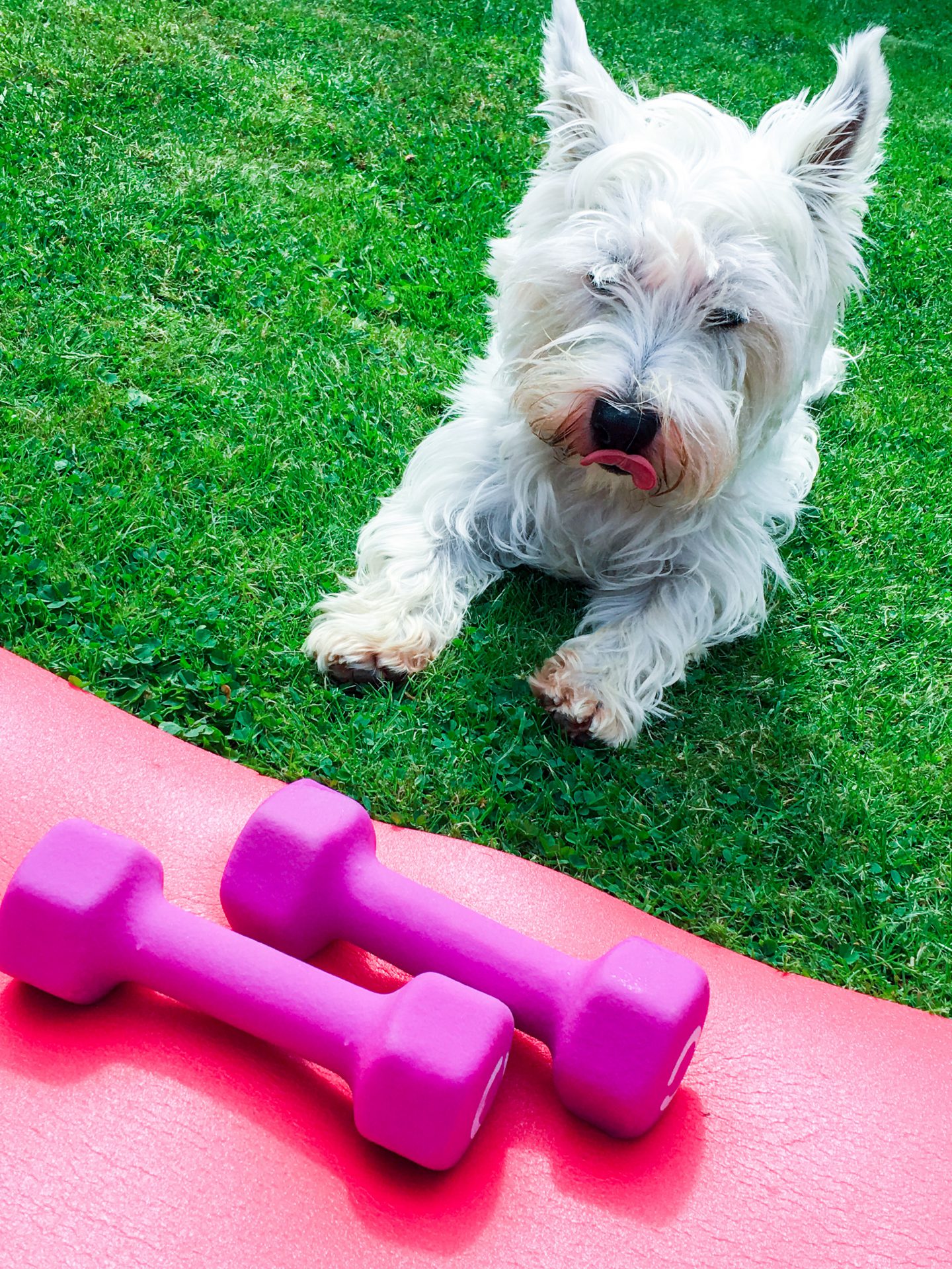 Westie and Weights Toby with Weights